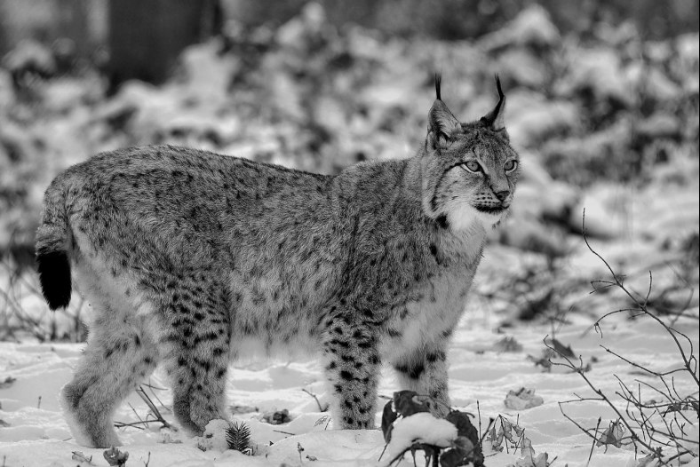 European Lynx